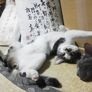 ひめ（8歳♀）を可愛がってくださる方を探しています