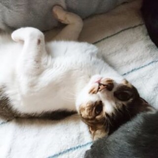 エルくん（♂6歳）を可愛がってくださる方