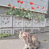 ラン