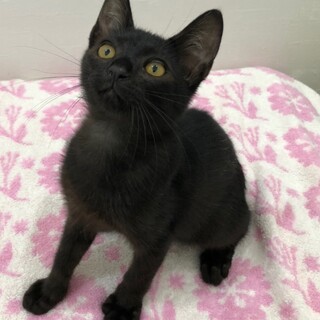 見学大歓迎　性格よしのぐーくん