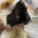 1歳の雌のモルモット里親募集