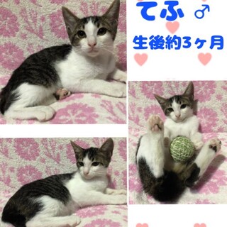 見学大歓迎　性格よしのてふくん