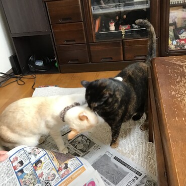 葵ちゃんありがとう