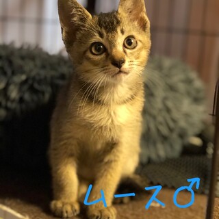 アビシニアン風子猫