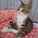 靴下を履いたきじしろこねこ