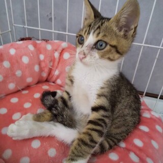 靴下を履いたきじしろこねこ