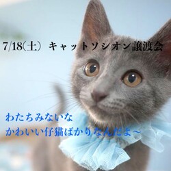 *子猫が中心譲渡会*