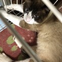 毒殺が相次ぐ場所から保護した猫さん