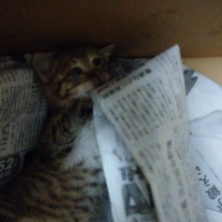 【急募】キジトラの女の子