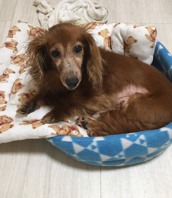 小柄で美犬な カニンヘン 千葉県 犬の里親募集 3358 ペットのおうち 月間利用者150万人