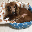 小柄で美犬な、カニンヘンダックスの女の子