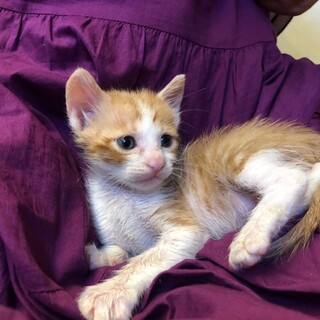 小さな甘えん坊チャトラ白★ワンパク君★推定オス