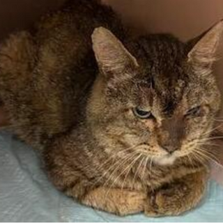 処分対象です。収容期限7/21朝迄