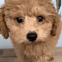 トイプードルの仔犬