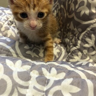 小さな甘えん坊チャトラ白★のんびり君★推定オス