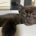 生後３ヶ月の元気な黒猫　うにちゃん