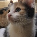 里親さんが決まりました！！