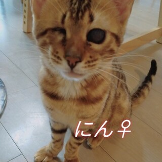 繁殖屋レスキュー、全盲ベンガル子猫