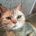 これからは家猫として大事に