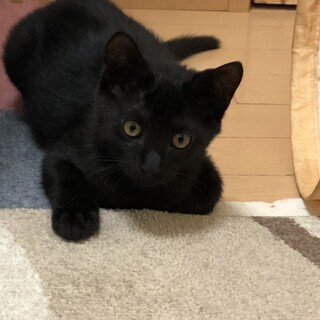 優しい里親さんお待ちしています