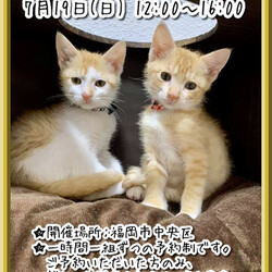 譲渡相談会〜福ねこハウス〜