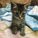 かわいいお顔のトラ猫さん