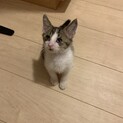 甘えん坊の男の子！遊び盛りで可愛いです☆