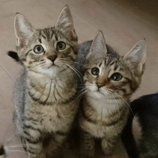 とても可愛い3ヶ月くらいの兄妹　一時停止