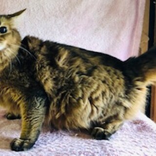 毛並みとお顔立ちがとても綺麗な、ソマリの女の子。