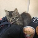 おっとり上品な性格のメス子猫