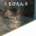 フワフワでお目々ぱっちりのとってもおちびたん☆