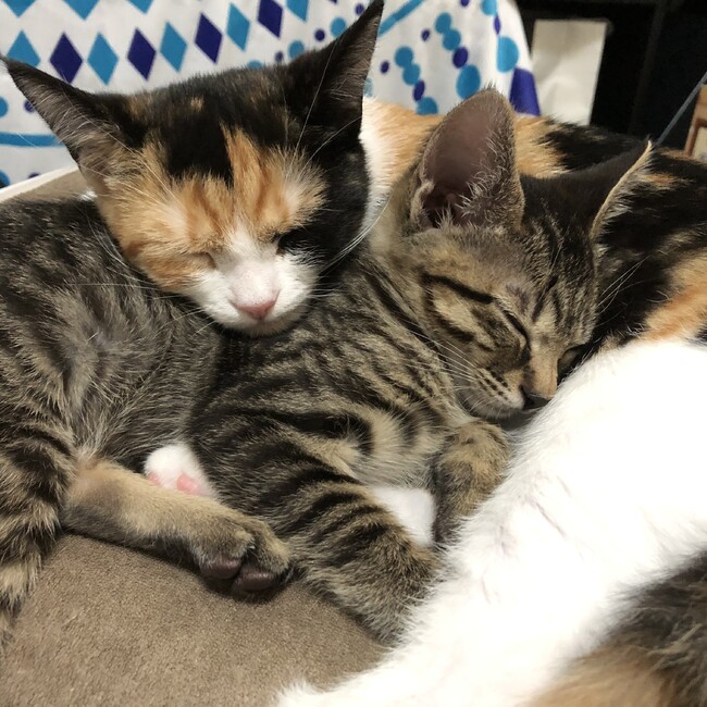 ノア、、のカバー写真