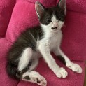 子猫の里親探してます