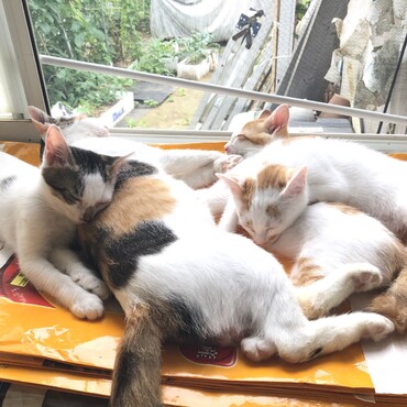 10日で３ヶ月になるミケの子猫達　この子達も里親さんを探さないとな
