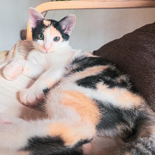 パステル三毛の女の子