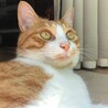 Catdon