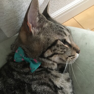 うとうと…
