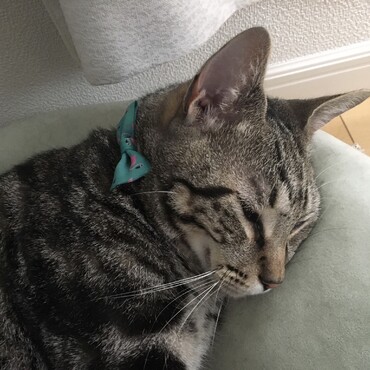うとうと…