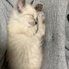 小野こむぎ
