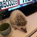 うちのハリちゃんの里親を探しています