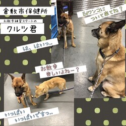 「昨日のお散歩練習→どちらも卒業！」サムネイル2