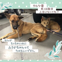 「昨日のお散歩練習→どちらも卒業！」サムネイル3