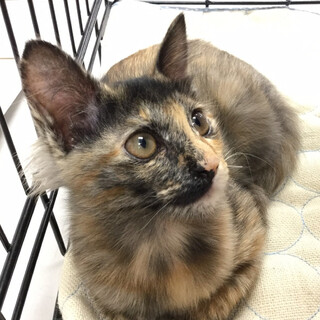 募集一時停止馴れっこ！可愛いサビ柄女子