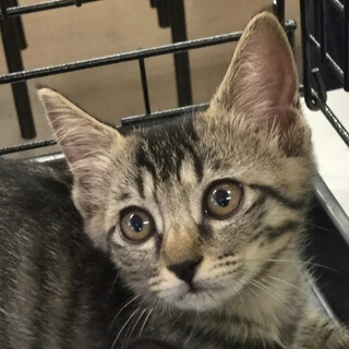 ゴロスリ可愛い幸運の鍵しっぽ女子★サファ