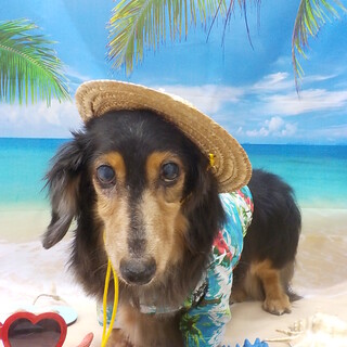 のんびり屋さん♡ピーチちゃん♡推定10才