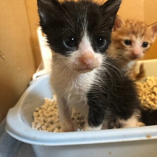 小さな甘えん坊白黒★ハチワレ君★推定オス