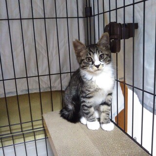 靴下、エプロン。きじしろ♂子猫