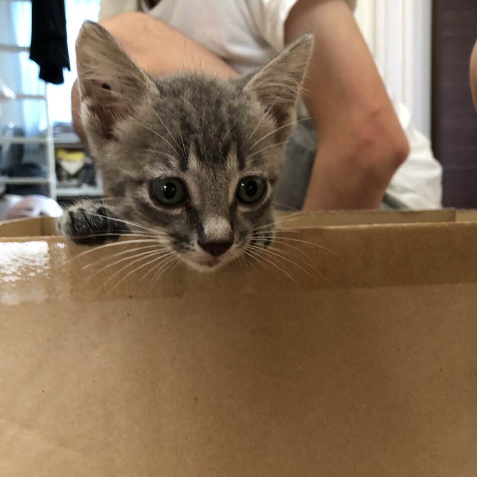 ねこちゃんのカバー写真