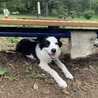7ヶ月のボーダーコリー（♀）の里親探しています サムネイル2