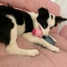 7ヶ月のボーダーコリー（♀）の里親探しています サムネイル3